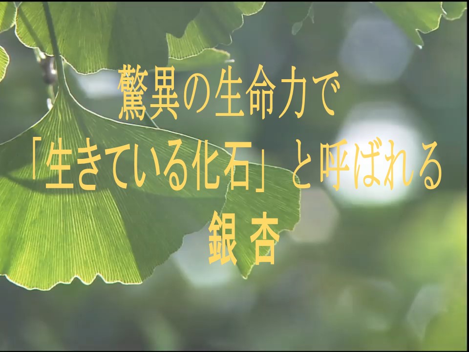 保護中: イチョウ葉製剤【ギンコ120】