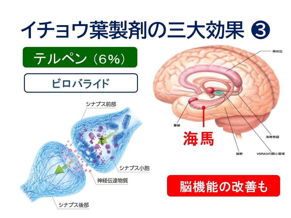 イチョウ葉製剤【三大効果】